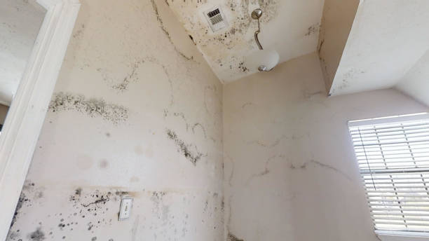 Best Airborne Mold Testing  in Eustace, TX