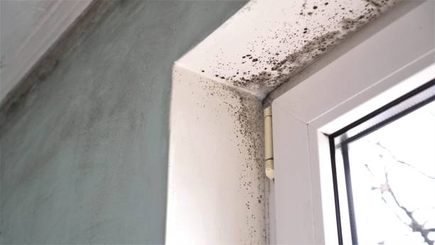 Best Crawl Space Mold Remediation  in Eustace, TX