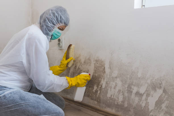 Eustace, TX Mold Removal Company