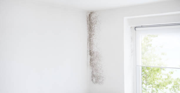 Best Real Estate Mold Inspection  in Eustace, TX