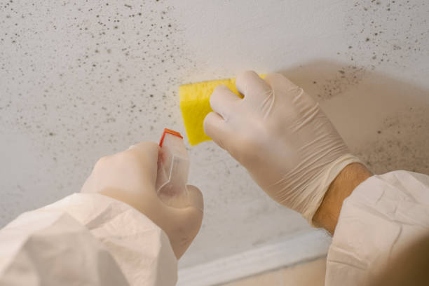 Best Mold Remediation for Vacation Homes  in Eustace, TX
