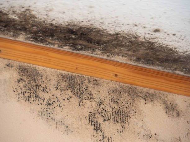 Best Forensic Mold Investigation  in Eustace, TX