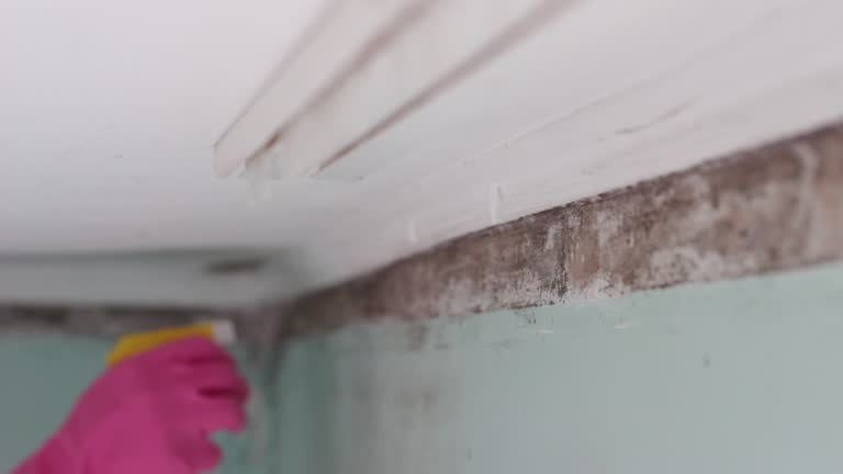 Mold Remediation for Vacation Homes in Eustace, TX